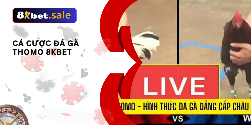 đá gà thomo 8kbet: 02