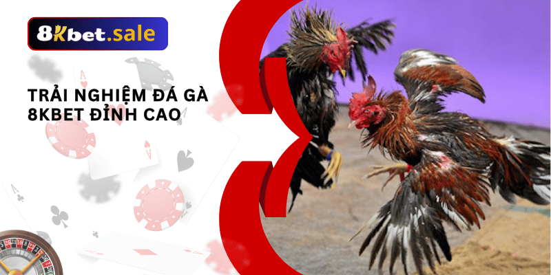Trải nghiệm đá gà 8kbet đỉnh cao