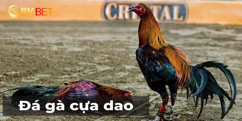 Bật mí cách soi kèo đá gà cựa dao 8kbet luôn thắng